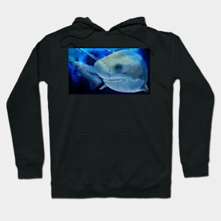 sharko Hoodie